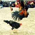 �����O����ۥj�y�Ǫ������T��