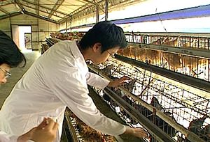 民國71年,中興大學成立台灣土雞種原保育場,四處蒐尋有特色的雞種,把種原保存下來,叫做保種雞。(圖片提供:公共電視「我們的島」)