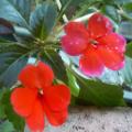 �D�w��P�ͪ����t�A�j�q�c�ޡA�Ϩ䥦�Ӫ��S�������ͪ��귽�C