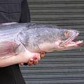 魚虎