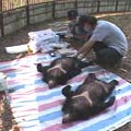 台灣野生動物救援隊幫亞洲黑熊做健康檢查。