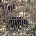 2003年12月,越南政府查獲8隻非法捕捉的亞洲黑熊,捕捉目的可能是引流熊膽汁。