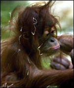 young orang