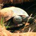 �H�t�]gopher tortoise�^�O�Ҧ������ҫ¯٪����������䤤���@�C�]�Ϥ��ӷ��G2000/8/8 Environmental News Network�^