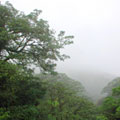 Monteverde Cloud Forest�G�צ~����·¶����Ա���гy�FMonteverde�����a�����L�ͺA�t��