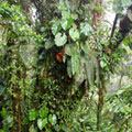 Monteverde Cloud Forest�GMonteverde�����a�����L