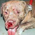 一隻比特犬在波士頓的鬥狗比賽中掛彩。〈圖片來源:波士頓市〉