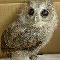 �⨤즡]Otus bakkamoena�^�A�魫73���J�F����25�����F��������B�����άܦǥզ�B�I�����ǽŦ�A�e�V�զǦ�A�ݦܸ����ǽŦ�F�X�{��C�����︭�L���F�b�x�W�O�|���ʪ��A�̮e���������Y�N�C�]�x�_�������Ƿ|�@���ѡ^