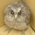 �⨤즡]Otus bakkamoena�^�A�魫73���J�F����25�����F��������B�����άܦǥզ�B�I�����ǽŦ�A�e�V�զǦ�A�ݦܸ����ǽŦ�F�X�{��C�����︭�L���F�b�x�W�O�|���ʪ��A�̮e���������Y�N�C�]�x�_�������Ƿ|�@���ѡ^