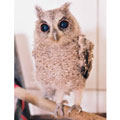 �⨤즡]Otus bakkamoena�^�A�魫73���J�F����25�����F��������B�����άܦǥզ�B�I�����ǽŦ�A�e�V�զǦ�A�ݦܸ����ǽŦ�F�X�{��C�����︭�L���F�b�x�W�O�|���ʪ��A�̮e���������Y�N�C�]�x�_�������Ƿ|�@���ѡ^