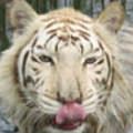�X�ͩ����s�^�����{�@�Ө��j�����ΡA�ثe�b�Ѫ���@�ҡuBigCatRescue�v�w�i�Ѧ~���զѪ�Zabu�C�ѩ󷥫ת�˥�t�y����]�ʳ��A�e�����S���W�B�A�H�P��L�ڥû��L�k�X�l�A�����W���C�]�Ӥ����ѡGBig Cat Rescue�^