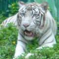 �զѪ�]�Ӥ����ѡG�x�W�ʪ����|��s�|