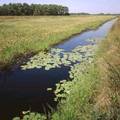 Pine Barrens�æa�_�|