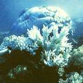 ���y�b�Ƭ����G���{�M��
