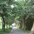 �|�����ƪ��դd�h