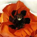 Poppy, 1927�]�Ϥ��ӷ�Regina Pacis Art/Author�^