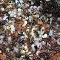 ���J�I���ơ]Solenopsis invicta�^�Ʊ_�����P���ŻP��������C
