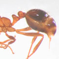 ���J�I���� �]Solenopsis invicta�^ ���u�ƶ��Ÿ������ݪ����w�C