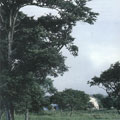 從牧場遙望王型穀倉這個產業遺跡/圖片版權歸屬社團法人日本國民信託協會(The Association of National Trusts in Japan)
