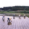 �خt�H�U���Ϥ����v�k�ݪ��Ϊk�H�饻����H�U��|�]The Association of National Trusts in Japan�^