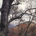 �M�u�����s���饻�s���ѪL���Ϥ����v�k�ݪ��Ϊk�H�饻����H�U��|�]The Association of National Trusts in Japan�^
