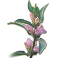 �j�w���b��Hygrophila pogonocalyx Hayata�ثe�Ȳ���x�����M���������u�����������p�����`�Τj�w�m��d�ˤf�o�ѹA�Ф��A�ͨ|�a�Y���D���}�a�A�ڸs�ƶq�����}�֡C�]�Ϥ��ޥΦۯS���ͪ���s�O�|���ߡ^