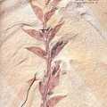��2.���j�G���ƥ�(������  Science,Vol.282,No.5394)�C