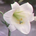�Ӥ����B��Q�~�X�G�S�����ű������x�W�ʦX�A��}�f�B����