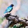 �b�D�w���W�H�B�i����Superb starling���Y�R����