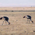 �D�w���ǫa�bGrey Crowned Crane