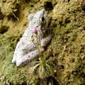 �����A�u�p���֭a�v���@�̡G�έס�����a�I�G2004�~4��A��
