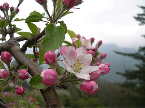蘋果花