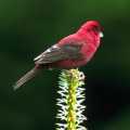 �s������ Vinaceous Rose Finch (Carpodacus vinaceus)