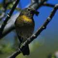 [��j]�߭I�L� Collared Bush Robin (Erithacus johnstoniae)