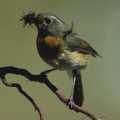 [��j]�߭I�L� Collared Bush Robin (Erithacus johnstoniae)