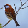 �s�³� Russet Sparrow (Passer rutilans)