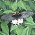 �j��  Papilio memnon heronus Fruhstorfer���}�����@��v