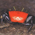 �ʻL�񲴩ۼ�]Uca chlorophthalmus crassipes�^