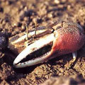 ����ۼ�]Uca arcuata�^