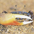 �|���ۼ�]Uca tetragonon�^