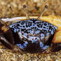 �|���ۼ�]Uca tetragonon�^
