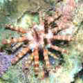 �a�Ưu�Y��Eucidaris metularia (Lamarck,1816)�O�@�ؤp�����Y������x�C