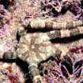 ���D�� Ophiarachnella gorgonia (Muller & Troschel, 1842)