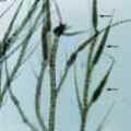 ��1.���n���� (Ectocarpus siliculosus)���t�l��C�b�Y�ҫ�����Ƥl�n�A�t�l�N�q�o������X�ӡC�ۮ�|����@�ѩ_�S�����D�C�������~�A�ۡB���t�l�骺�~�Χ����ۦP�C�o�ӼХ��O89�~3��2��b�n�˳���(�x�n��)�Ĩ쪺�A�Х��s��1849�C