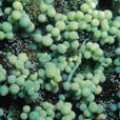 ��2.�j���`����Ħ�]Caulerpa racemosa var. clavifera f. macrophysa�^