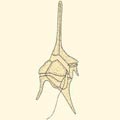 ��1.����Ħ(Ceratium hirundinella)�O�@�ر`�����B��ʴ��@��Ħ�C�e������@��A�i�H�ۥѦb������ʡC(����G�ϧ�������Algae-by Linda Graham and Lee Wilcox)