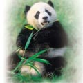��1.�ߺ��Y�ˤl���i�R�Ҽ�