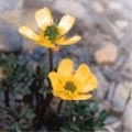 ��3.�x�W���s�����`��ӣ�]Ranunculus morii�^�C