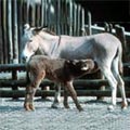 �a�j Equus asinus