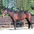 �a�� Equus caballus